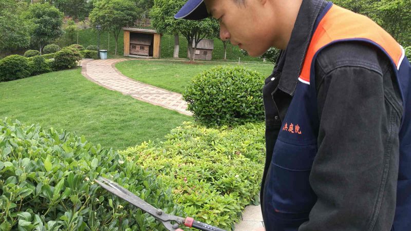 屋顶绿化植物价格报价单：揭秘成本构成与选购要点