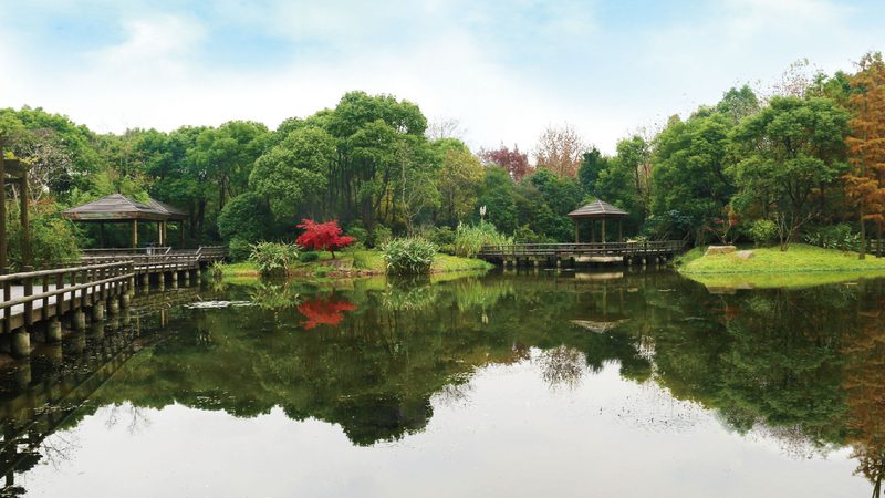 小型小区绿化：如何打造宜居生态空间**
