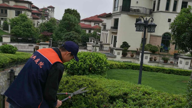 道路绿化乔木养护，这些注意事项你了解吗？**